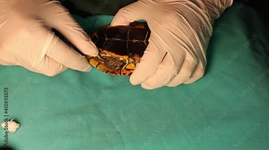 Exotic veterinarian injecting a turtle with an antibiotic. It's also called Caspian turtle or striped neck terrapin (Mauremys caspica). wildlife vet. reptile has a cold. tortoise, reptiles, animals