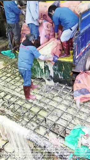 Resin Harvest 🌿 Traditional Pine Method