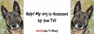 Help! My Dog is Obsessed by the TV! - Woof Like To Meet