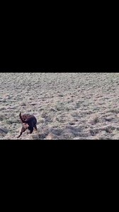 Plays like these ❤️❤️❤️ | Pet Services | Facebook