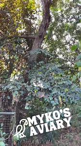 9K views · 71 reactions | Chrysophyllum cainito is a tropical tree of the family Sapotaceae. | Myko's Aviary | Facebook