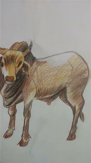 Potrait of bull #art #animals #creativecreation #drawing #shorts #subscribe