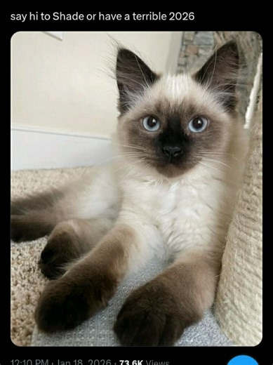 Exploring Function at Hunters Point: A 4chan Nostalgia