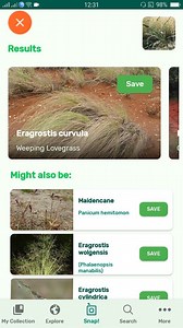 5 comments | PlantSnap.com identifies Weeping Lovegrass (Eragrostis curvula), a species of grass native to southern Africa. | PlantSnap | Facebook