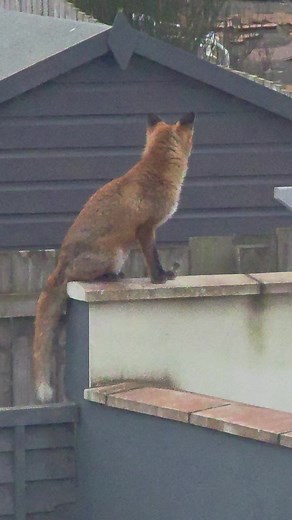 Stunning Foxes in Nature