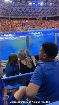 Orca whale poops, splashes freshly soiled water on Sea World audience