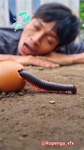 #animals #oraçaoforte