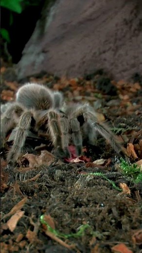 😱 The World's Largest Spider! 🕷️