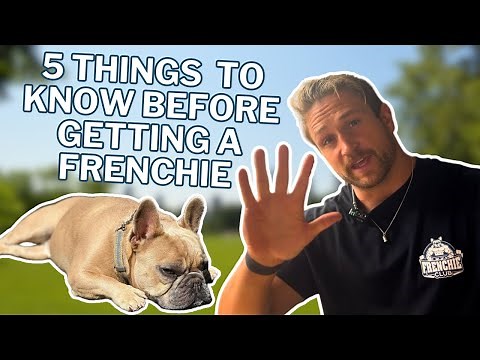 5 Things You Need To Know Before Getting A French Bulldog
