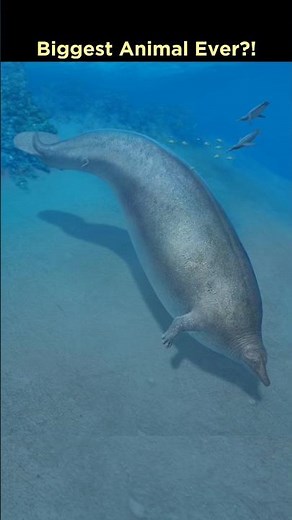The Biggest Animal to EVER Exist? Perucetus