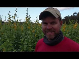 S5/E5 Sunn Hemp to improve soil