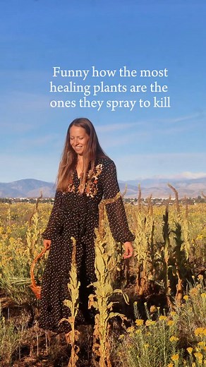 1.6K views · 3.9K reactions | Mullein has been used for centuries to...