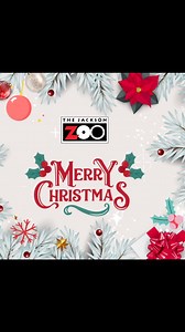 🎄🐾 Merry Christmas from all of us at the Jackson Zoo! 🎅✨ We hope your day is filled with joy, love, and a little holiday magic. Please note that we are closed today, December 25th, to celebrate with our loved ones. We’ll be back open tomorrow, December 26th, and can’t wait to welcome you back for some post-holiday fun! 🎁 Happy Holidays! 🌟 | The Jackson Zoo