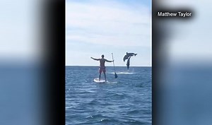A paddleboarder captured stunning video of two dolphins jumping in tandem off the coast of Florida. (🎥: Matthew Taylor) bit.ly/2TKck9N | WFLA News Channel 8