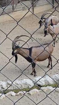 The Screaming sheep ( Original upload)