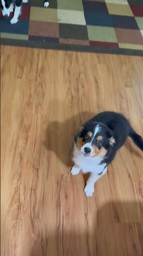 How to fix reverse sneezing or wheezing in a dog