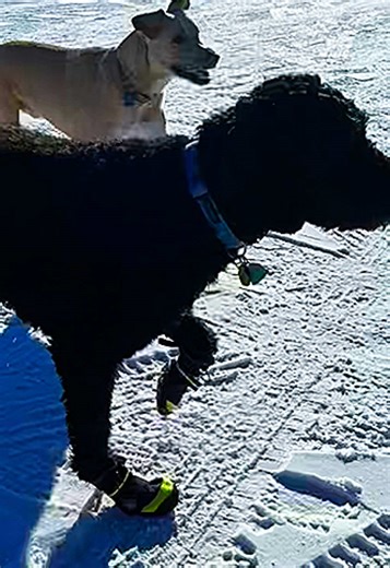 Snow boot success!! #fyp #dogsoftiktok #snowdogs