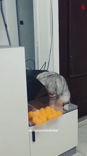 441K views · 6.2K reactions | Caught the cat doing bad things #funnycats #funnyanimals #funnypets #cat #catsoftiktok #catsoftiktok #pet #claws #fun #puppylove #puppytiktok #cats #cutecat #catlover #fyp #foryou #foryoupage #funny #fyp SC: meowwoofadmirer | Cat Cute | Facebook