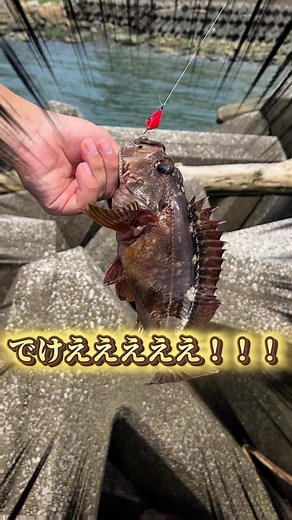 穴釣りで大優勝！素晴らしいカサゴの調理法
