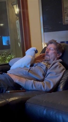 1.8M views · 49K reactions | When the preferred human falls asleep, Sweet Pea is quick to take the watch shift. She quietly sits, monitoring breathing, sleep quality and the all around safety of the environment  #cockatoo #parrot #love #reaction #parrotlife #adoptdontshop | The Parrot Lady | Facebook