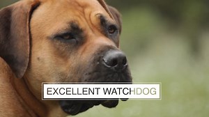 Dogumentary TV on Reels