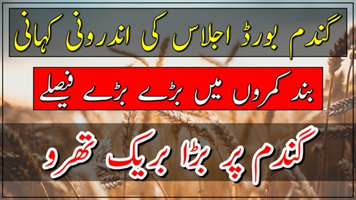Wheat board meeting| important decisions on wheat export| wheat price 2025| گندم پر اہم فیصلے #wheat #WheatPrice #kisannewstv #WheatExport | Kisan News TV