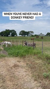 36K views · 2.3K reactions | Our neighbors donkey was so excited to see our donkeys! It's difficult for me to see animals without a friend. I was glad he was able to see that there are other animals that look like him. Wish I would have captured his excited braying. #donkeys #legacyranchandrescue @legacyranchandrescue | Rhonda Lee Williams | Facebook