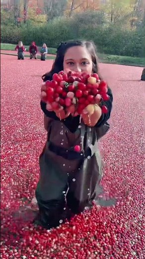 The Hidden Danger of Cranberry Harvesting – Spiders & Survival