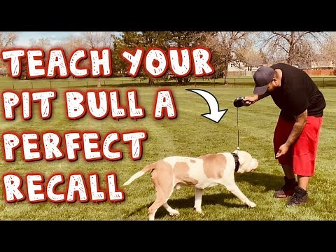How to train a pit bull to come when called (Beginner Tutorial)