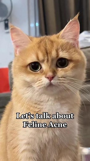 Understanding Feline Acne in Cats