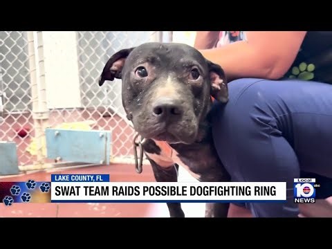 Florida animal shelter takes in dozens of dogs from animal cruelty case