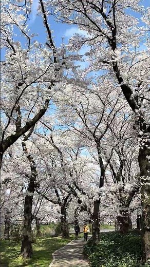 高田城址公園の桜