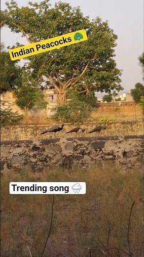 🦚 Indian peacock. A group of peacocks(properly called peafowl)#birds #peacocks #nature #viralshorts