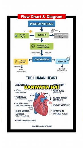 Make Free Flowchart 📱🧠📚 #flowchart #diagram #students