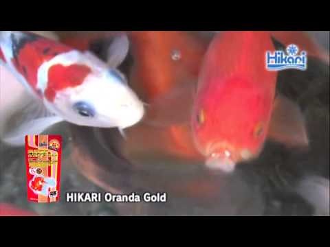 Fancy Goldfish love Oranda Gold Floating Pellets | Hikari® Sales USA