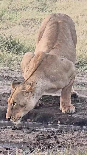 2.5K views · 166 reactions | Discover Uganda — The Pearl of Africa ✨...