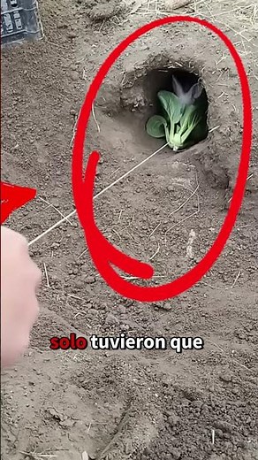 The most curious and adorable moments of these rabbits #rabbit #curiosities #animals #shorts