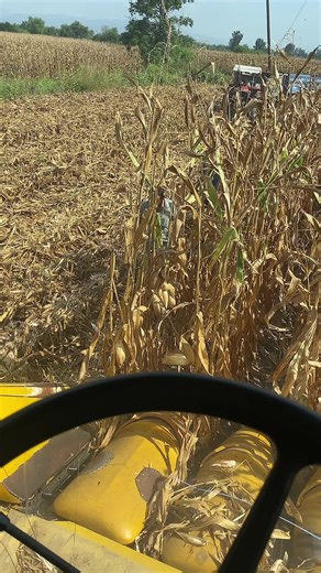 Harvesting Corn in Rural Agricultural Setting