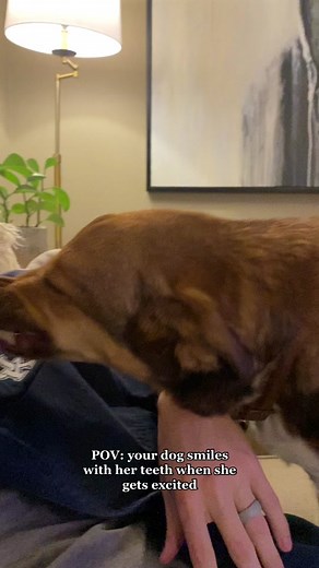 Does Your Dog Smile? Find Out Here!