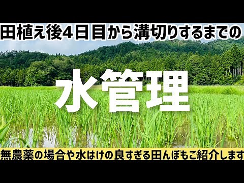 田植え４日後から溝きりまでの水管理をご紹介！無農薬・減農薬の場合は？水持ちの悪い田んぼの水管理方法は？お答えします！（RICE IS COMEDY®︎）