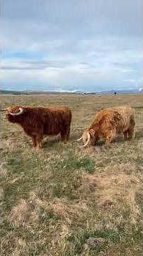 The Highland Cattle (Scottish Cows) grazing in the farm