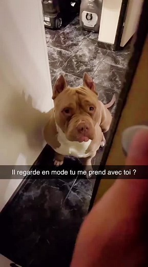 #dog #chien #mignon #foryou #pourtoi #drole #bully #bigiboy #tiktok