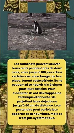 le secret surprenant des manchots pendant l’incubation