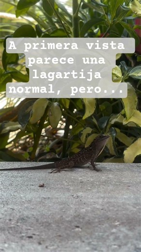El anolis pardo (𝘈𝘯𝘰𝘭𝘪𝘴 𝘴𝘢𝘨𝘳𝘦𝘪) / The brown anole