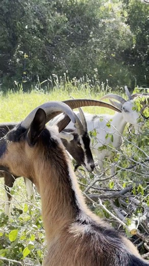 61K views · 2.6K reactions | Tree trimming crew in action.  Goats are amazing land managers, but it takes training to keep them balanced and happy.  Take your goat knowledge to the next level — join the Goat Mastery Course or Goat Club today at PackGoats.com. #GoatMastery #PackGoats #GoatEducation #GoatTraining | packgoats.com | Facebook