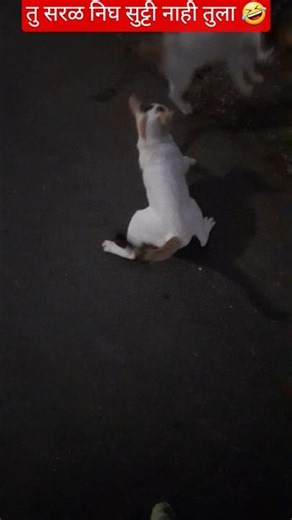 तु सरळ निघ सुट्टी नाही तुला 🤣#cat #funny #comedy #shortvideo