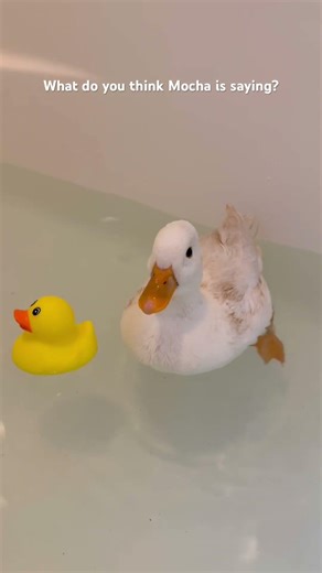 Male Call ￼Duck sounds #quack