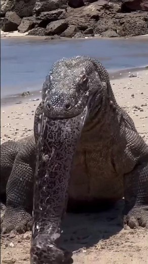 🦎 Komodo Dragon – The World's Largest Lizard! | Amazing Wildlife Facts #Shorts #documentary