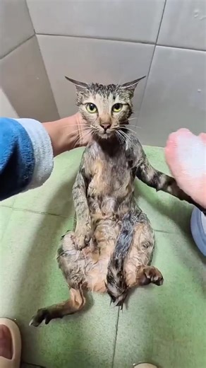 Cat bath disaster#catbath #catlife #cat #kitty #catsoftiktok #ForYou #fyp