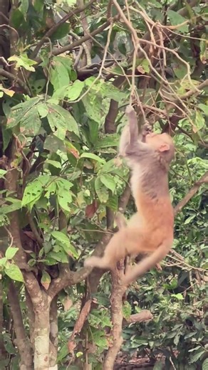 HILARIOUS Baby Monkey Playtime! 🐒😂 Most Funny & Cute Antics You've Ever Seen!